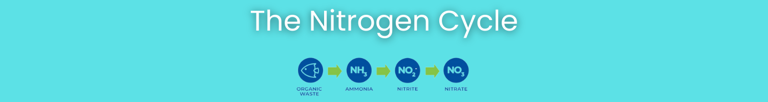 Image of the nitrogen cycle from organic waste to ammonia, nitrite and then nitrate